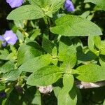 Matourea azurea Leaf