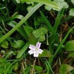 Claytonia sibiricaFlower