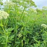 Angelica lucida Fuelha