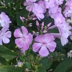 Phlox paniculataFlower