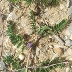 Astragalus sesameus Fleur