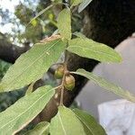 Quercus fusiformis Hoja