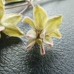 Gomphocarpus integer Flower