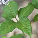 Asclepias quadrifolia Leaf