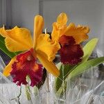 Cattleya lueddemanniana Blomst