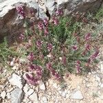 Thymus longiflorus Fula