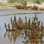 Chenopodium rubrum Tervik taim