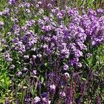 Hesperis matronalis Hábitos