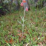 Fritillaria gentneri Hábito