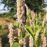 Agastache foeniculumKwiat