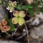 Valeriana vesicaria Natur