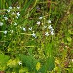 Saxifraga rotundifolia Fleur