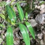 Geitonoplesium cymosum Hoja