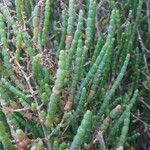 Arthrocnemum macrostachyum Likasa