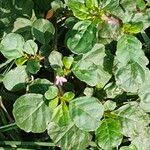 Trianthema portulacastrum Leaf