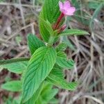 Sipanea hispida Hoja