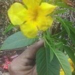 Tecoma stans Flower
