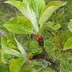 Malus pumila Leaf