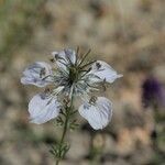 Nigella arvensis Λουλούδι