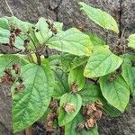 Clerodendrum umbellatum Leaf