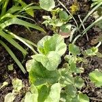 Malva trimestris Leaf