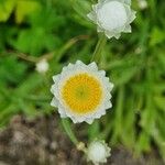 Ammobium alatum Blüte