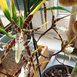 Brassia caudata फूल