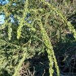 Acacia paradoxa Leaf