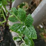 Sonchus oleraceus Leaf