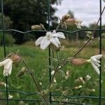 Silene latifoliaKvet