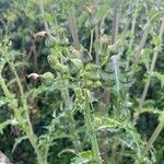 Sonchus asperFlower