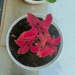 Coleus decurrens 叶