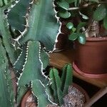 Euphorbia cooperi Hábito