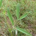 Vicia bithynica Leaf