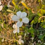 Barleria robertsoniae Flower