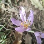 Colchicum neapolitanum Blomst