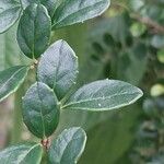 Azara microphylla Hoja