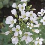 Rorippa nasturtium-aquaticum Flor