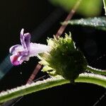 Cantinoa mutabilis Flor