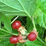 Rubus saxatilis Fruto