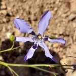 Conanthera trimaculata Flor