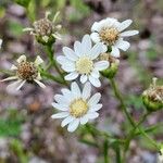 Solidago ptarmicoides 花