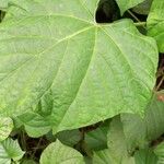 Clerodendrum paniculatum Leaf