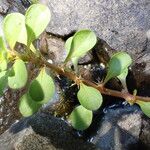 Lythrum portula Leaf