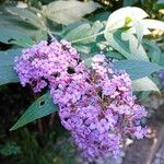 Buddleja japonicaŽiedas