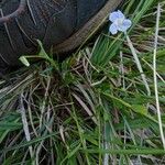 Viola pumila অভ্যাস