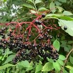 Sambucus nigraFruit