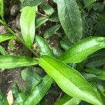 Brunfelsia grandiflora Leaf