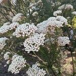 Ozothamnus diosmifolius Fleur