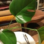 Monstera minima List